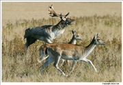 Fallow Deer 5